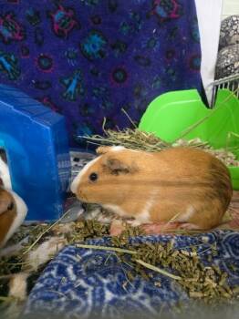 Rescue Guinea Pig Guinea Pigs for Adoption in Crystal Lake, Illinois - Corn Pudding | PetCurious